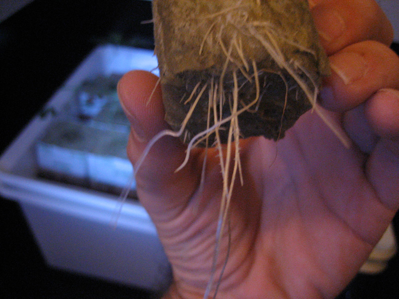 day28roots.jpg